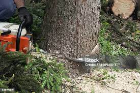 Best Root Management and Removal  in Moss Point, MS