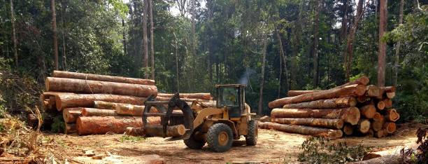 Professional Tree Care in Moss Point, MS