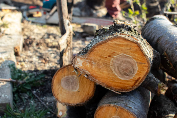 Best Commercial Tree Services  in Moss Point, MS